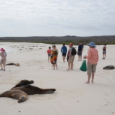 Our group walks among the sea lions to get from point A to point B. While we were all well behaved, and warned to stay away from the animals, such close proximity can pose problems for the sea lions' well being